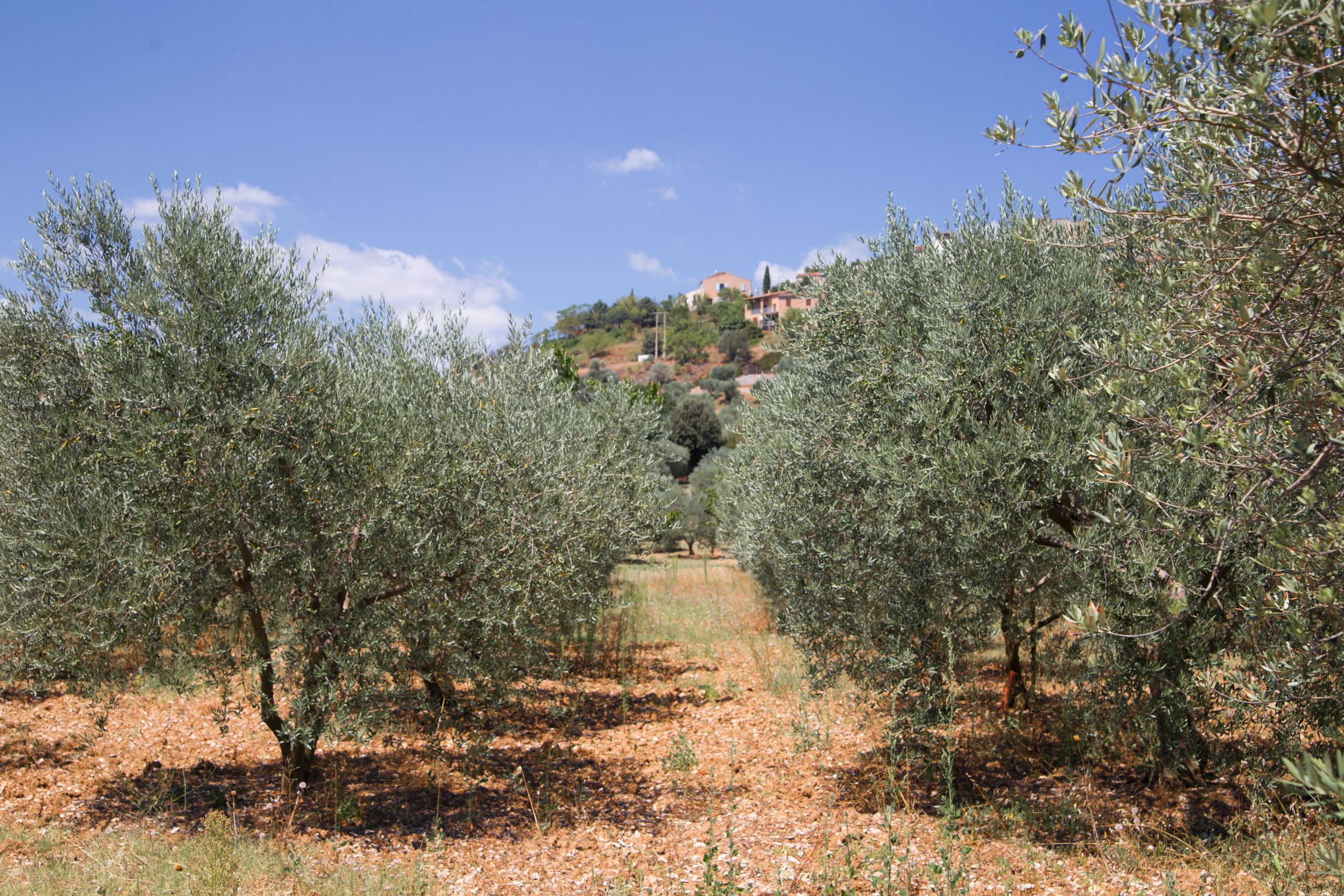 Ulivi della tenuta
